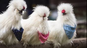 Lavender chicks
