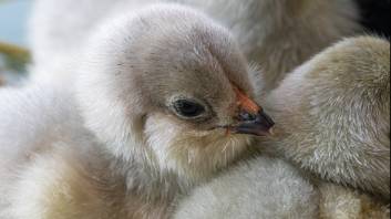 Lavender chicks