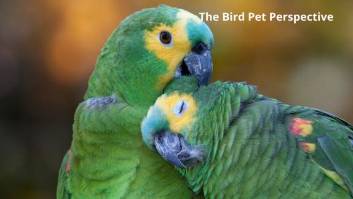 Farm birds